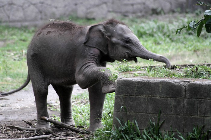 KELAHIRAN ANAK GAJAH Seekor anak gajah sumatera (Elephas Maximus Sumatrensis) bersama induknya di Gembiraloka Zoo, Umbulharjo, DI Yogyakarta, Selasa (5/5/2020). Anak gajah yang lahir pada 25 Maret 2020 dari induk bernama Sinta (21 tahun) dengan pejantan Argo (30 tahun) memiliki berat badan 90 kilogram. ANTARA FOTO/Hendra Nurdiyansyah.