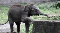Seekor anak gajah sumatera (Elephas Maximus Sumatrensis) berjalan mengelilingi kandang untuk mencari rumput di Gembiraloka Zoo, Umbulharjo, DIY, Selasa (5/5/2020).
