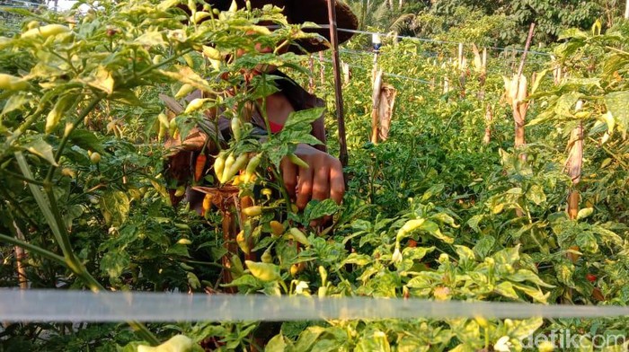 Efek wabah Corona mulai dirasakan para petani di Blitar. Karena Pasar Kramat Jati Jakarta tak membeli pasokan cabai dari Blitar, harga di tingkat petani anjlok hingga Rp 5 ribu per kg.