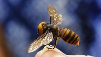  Hanya saja, tawon raksasa ini berbahaya bagi manusia dan sebagian kalangan menyebutnya sebagai Murder Hornet alias tawon pembunuh. 