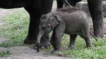 Lucunya Tingkah Polah Bayi Gajah Sumatera di Gembiraloka Zoo