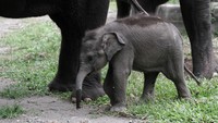 Anak gajah itu lahir dengan berat badan 90 kilogram.
