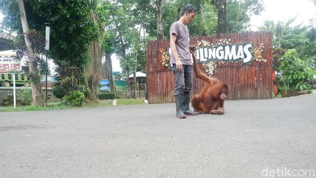 Kondisi kebun binatang Serulingmas di Banjarnegara saat pandemi Corona, Selasa (5/5/2020).