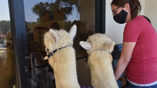 Therapy Alpaca Visit Seniorshttps://app.asana.com/0/1135954362417873/1173643297146165/fCredit: Helen Woodward Animal Center