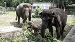 Lucunya Tingkah Polah Bayi Gajah Sumatera di Gembiraloka Zoo