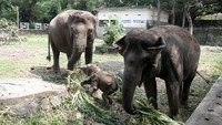 Anak gajah itu lahir dari induk bernama Sinta (21 tahun) dengan pejantan Argo (30 tahun).
