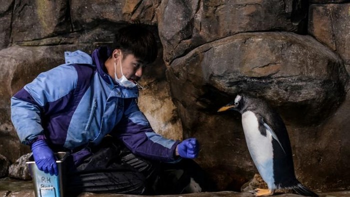 Pengurus penguin di Ocean Park Hong Kong sedang memberi penguin makanan (AFP)