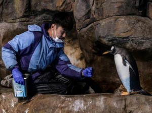 Kisah Pengasuh Penguin di Hong Kong Tetap Bekerja Meski Ada Corona