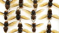  Hanya saja, tawon raksasa ini berbahaya bagi manusia dan sebagian kalangan menyebutnya sebagai Murder Hornet alias tawon pembunuh. 
