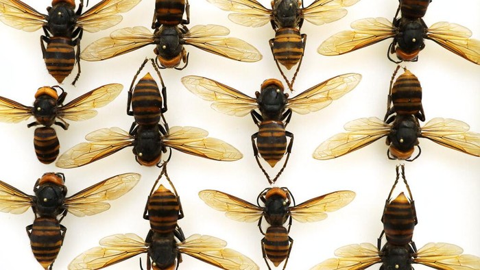 Asian giant hornets from Japan are shown in a display case at the Washington state Department of Agriculture, Monday, May 4, 2020, in Olympia, Wash. The insect, which has been found in Washington state, is the worlds largest hornet, and has been dubbed the 