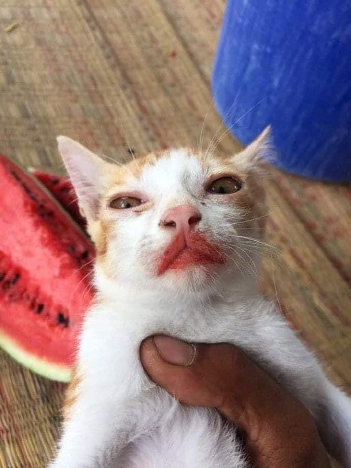 Kucing makan semangka
