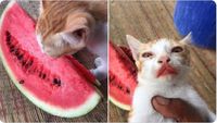 Gemas! Aksi Lucu Kucing Makan Semangka Ini Viral di Medsos