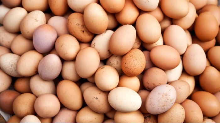 telur infertil