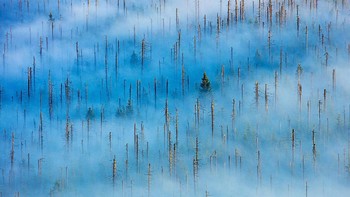 Juara pertama di kategori plants and mushrooms. Karya Radomir Jakubowski. Foto: German Society for Nature Photography