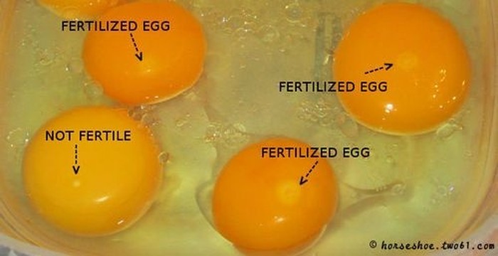 telur infertil