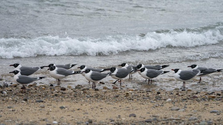 Gulls gather on the shore of Race Point Beach April 15, 2019 near Provincetown, Massachusetts. - The beach is a popular spot for whale lovers to spend time trying to get a glimpse of the North Atlantic right whale. (Photo by Don Emmert / AFP)