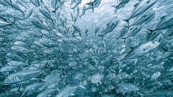 Juara tiga di kategori other animal. Karya Henry Jagar. Foto: German Society for Nature Photography