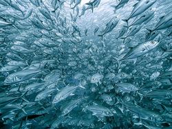 Jawara Kontes Foto Alam yang Bikin Takjub