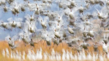 Juara pertama di kategori burung. Karya Flurin Leugger. Foto: German Society for Nature Photography