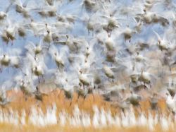 Jawara Kontes Foto Alam yang Bikin Takjub