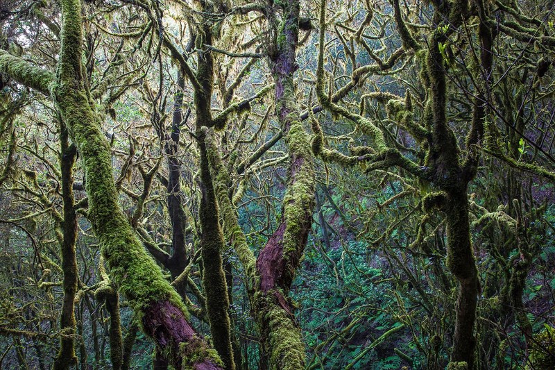 Jawara kontes foto alam