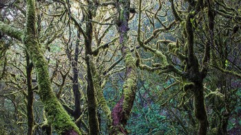 Juara kedelapan di kategori plants and mushrooms. Karya Stefan Piitz-Cordes. Foto: German Society for Nature Photography