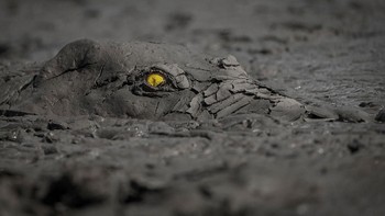 Juara pertama di kategori other animal. Karya Jens Cullmann. Foto: German Society for Nature Photography