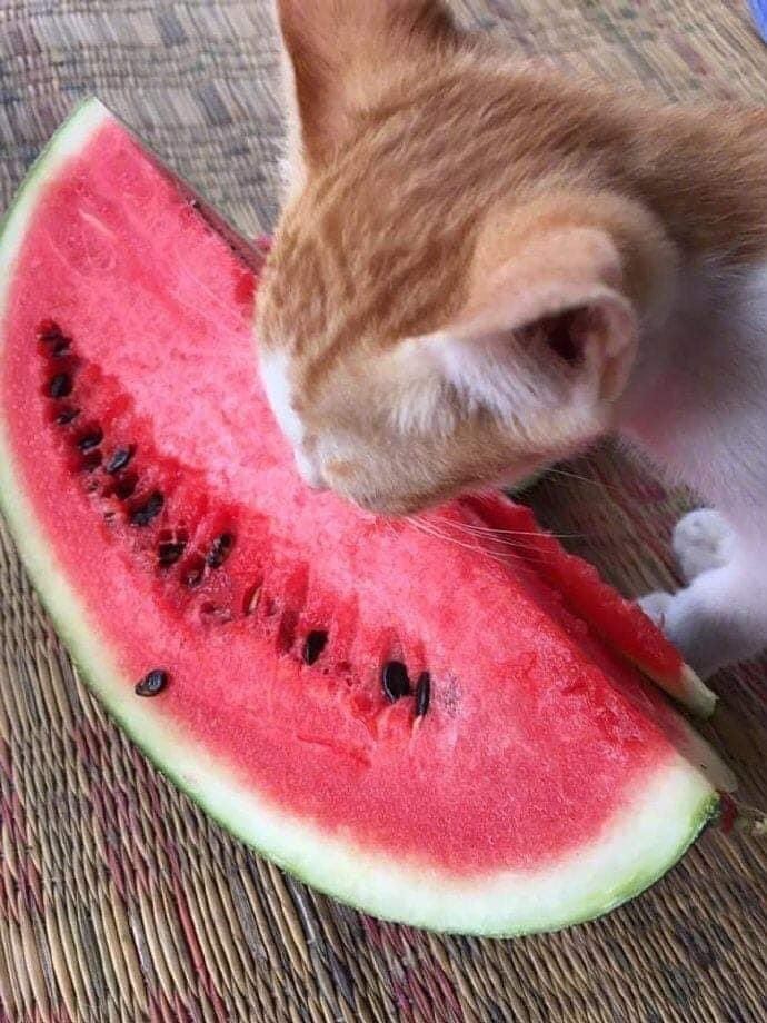 Kucing makan semangka