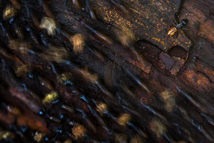 Jawara kontes foto alam