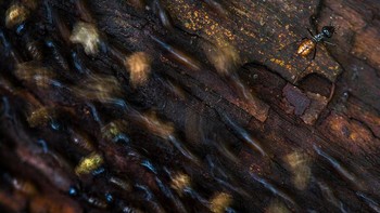  Penghargaan juri. Karya Florian Smit. Foto: German Society for Nature Photography