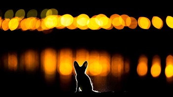 Juara kedua di kategori mamalia. Karya Glowing Fox. Foto: German Society for Nature Photography