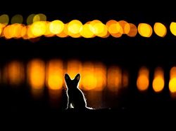 Jawara Kontes Foto Alam yang Bikin Takjub