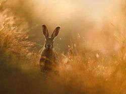 Jawara Kontes Foto Alam yang Bikin Takjub