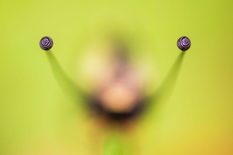 Jawara kontes foto alam