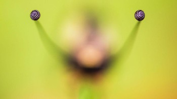 Juara kelima di kategori other animal. Karya Stefan Imig. Foto: German Society for Nature Photography