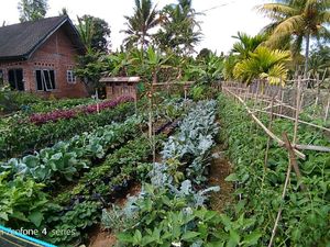 Kementan Dukung Anak Muda Tekuni Urban Farming
