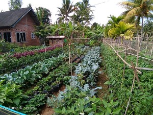 Kementan Dukung Anak Muda Tekuni Urban Farming