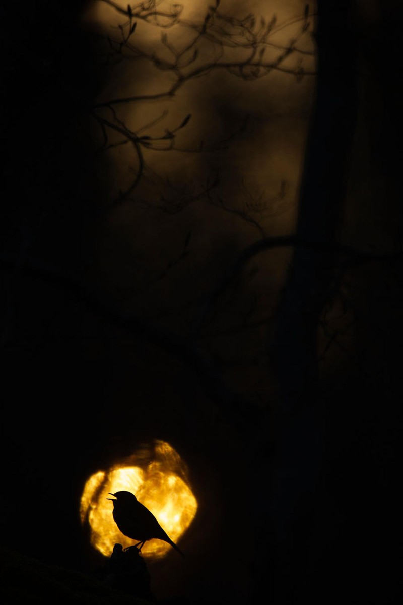 Jawara kontes foto alam