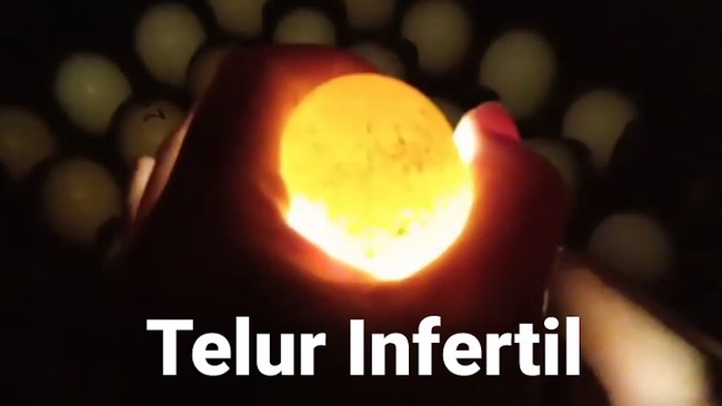 Kenali Telur Infertil, Dilarang Pemerintah Tapi Banyak Dijual di Pasar