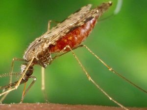 Vaksin Malaria Turunkan Angka Kematian di Afrika