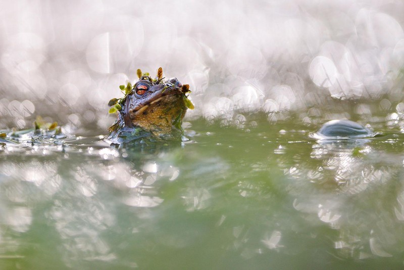 Jawara kontes foto alam