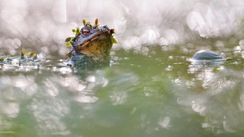 Juara keempat di kategori other animal. Karya Kevin Pronnecke. Foto: German Society for Nature Photography