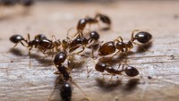 Dalam koloni semut, mereka punya tugas masing-masing. Ada ratu semut yang bertugas bertelur, semut pekerja untuk memberi makan larva, membuat kotoran koloni. Serta ada juga yang bertugas menyimpan makanan dan menjaga sarang. ( iStock)