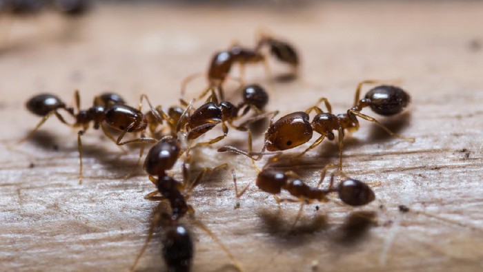 Close up of red imported fire ants (Solenopsis invicta) or simply RIFA