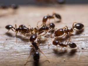Aneh Tapi Nyata, Makin Banyak Orang Suka Pura-pura Jadi Semut karena Corona