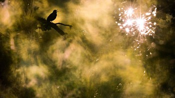 Juara pertama di kategori Atelier Natur. Karya Jan Piecha. Foto: German Society for Nature Photography