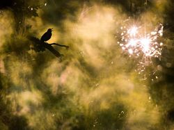 Jawara Kontes Foto Alam yang Bikin Takjub