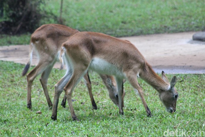 Pemkot Bandung carikan solusi kekurangan pakan satwa di Bandung Zoo