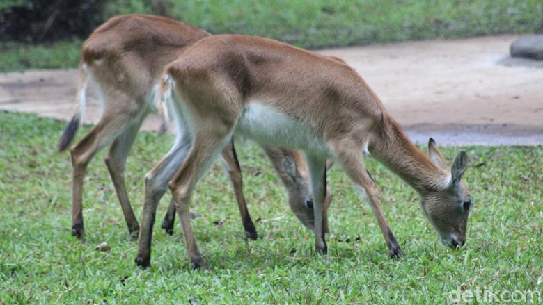 Pemkot Bandung carikan solusi kekurangan pakan satwa di Bandung Zoo Pemkot Bandung carikan solusi kekurangan pakan satwa di Bandung Zoo