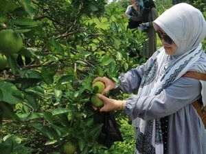 Foto: Seru Sekali Petik Buah Langsung di Kebunnya